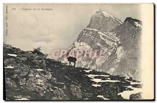 Cartes postales Chamois Sur la Montagne