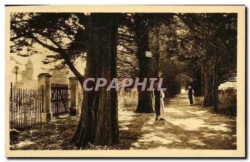 Ansichtskarte AK Ile Saint Honorat Allee des cygnes conduisant au monastere