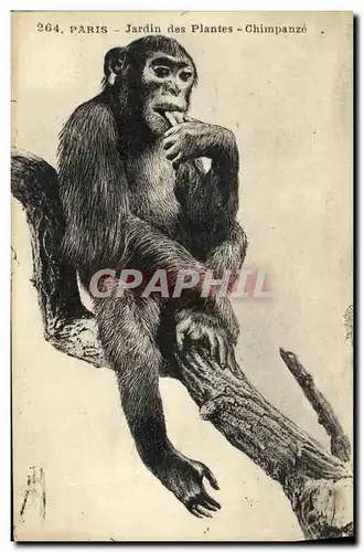 Cartes postales Paris Jardin des Plantes Chimpanze Singe Zoo