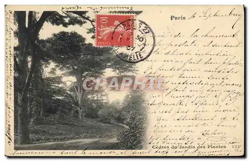 Cartes postales Paris Cedres du Jardin des Plantes