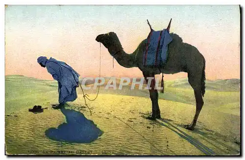 Cartes postales La priere dans le desert Chameau