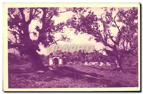 Cartes postales Tlemcen Bois des oliviers et tombeaux