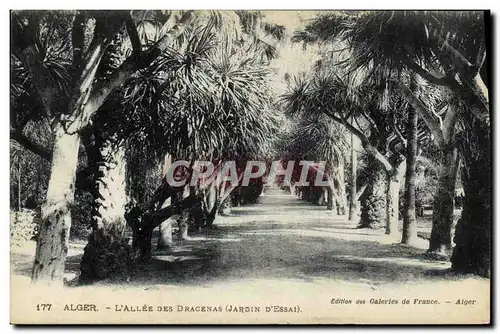 Cartes postales Alger L Allee Des Dracenas Jardin d essai