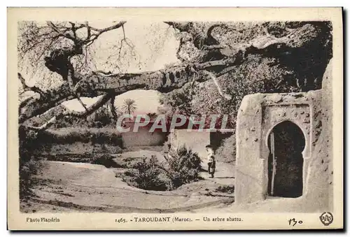 Cartes postales Taroudant Un arabre abattu