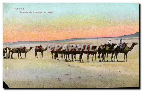 Cartes postales Egypte Caravane des Chameaux au Desert