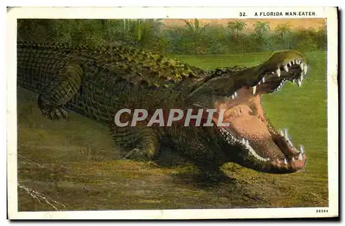 Cartes postales A Florida Man Eater Crocodile