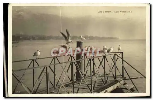 Cartes postales Lac Leman Les Mouettes