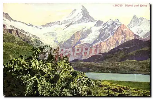 Cartes postales Distel Und Erika