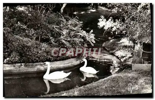 Cartes postales moderne Rennes Les Cygnes au Jardin des Plantes