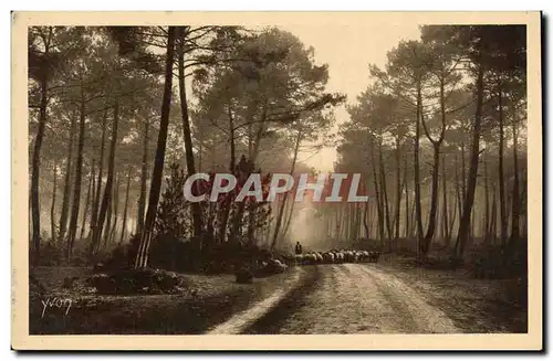Cartes postales La Douce France Les Landes de Gascogne Matin clair en foret