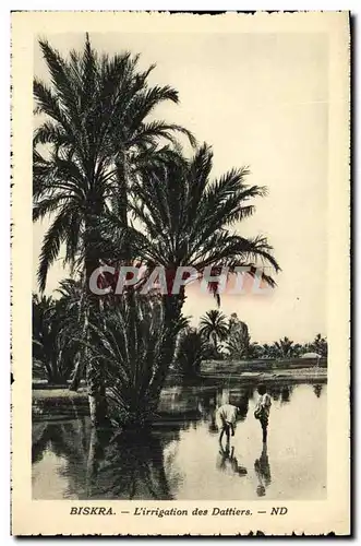 Cartes postales Biskra L irrigation des Dattiers