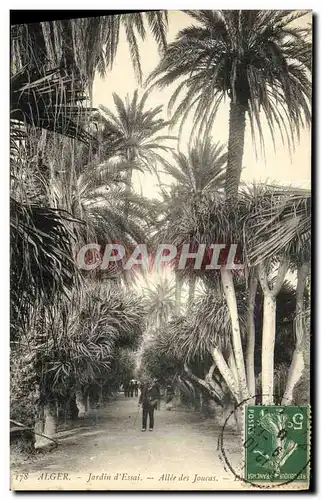 Cartes postales Alger Jardin d Essai Allee des Joucas