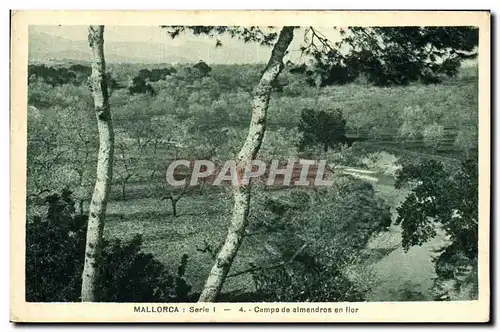 Cartes postales Mallorca Campo de Almendros en flor