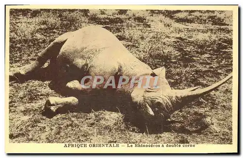 Cartes postales Afrique Orientale Le rhinoceros a double corne