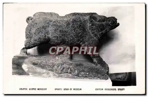 Ansichtskarte AK Sparti Boar of Museum Sanglier