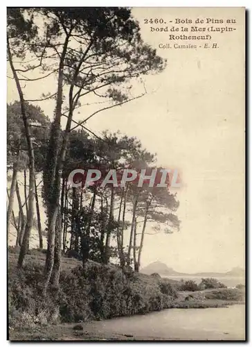 Ansichtskarte AK Bois de Pins au Bord de la Mer Lupin Rotheneuf