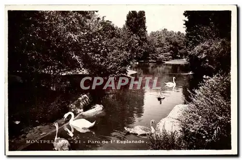 Cartes postales Montpellier Parc de l esplanade Cygnes
