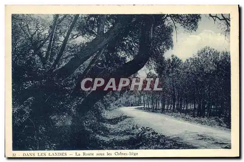 Cartes postales Dans Les Landes La Route sous les Chenes liege
