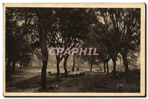 Cartes postales Les Landes De Gascogne Les Chenes lieges Berger moutons