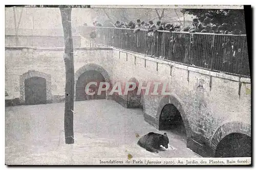 Cartes postales Paris Inondations de 1910 Au jardin des plantes Bain force Ours