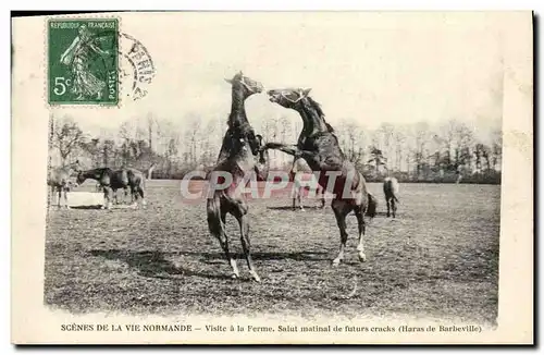 Cartes postales Scenes de La Vie Normande visite a la Ferme Salut matinal de futurs cracks Haras de Barbeville c