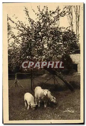 Cartes postales Clecy Les pommiers en fleurs Moutons