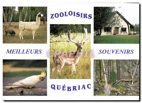 Cartes postales moderne Zooloisirs Les Brulons Quebriac Tintenic Zoo