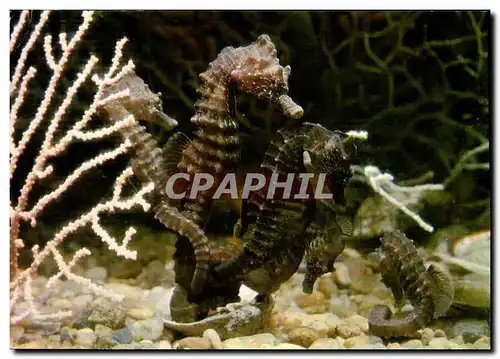 Cartes postales moderne Saint Malo Aquarium Hippocampe et Gorgones