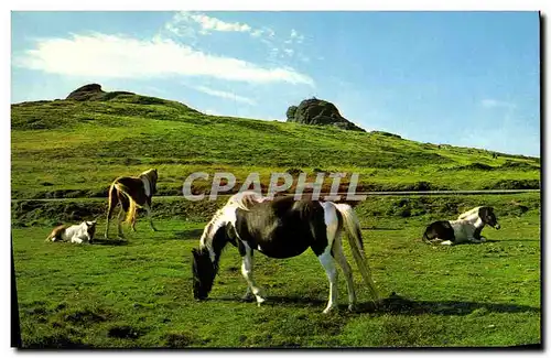 Cartes postales moderne Dartmoor Ponies Haytor