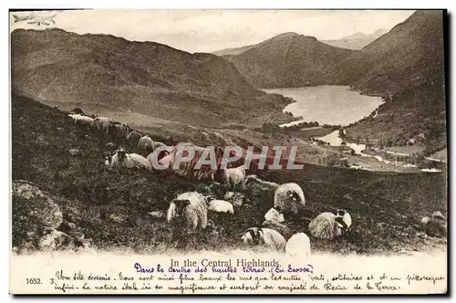 Cartes postales In the Central Highlands Moutons