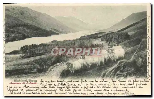 Cartes postales Highland Sheep Moutons Ecosse