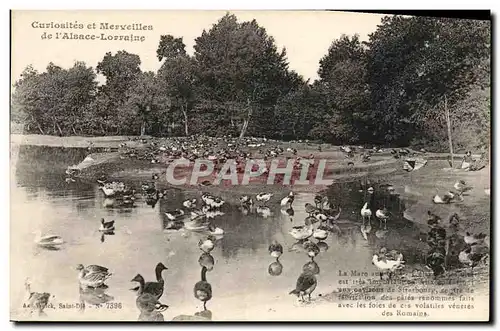 Cartes postales Couriosites et Merveilles de l Alsace Lorraine La mare aux oies