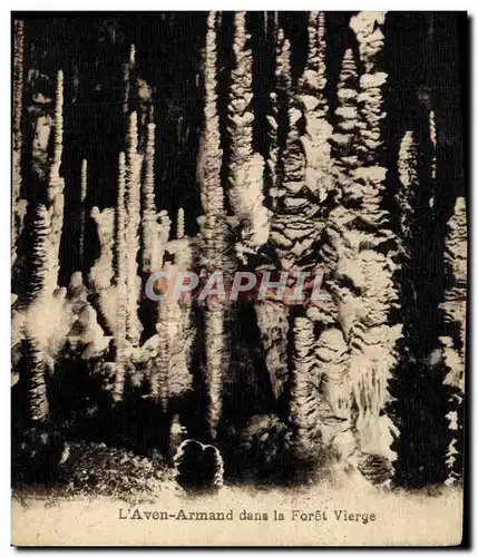 Cartes postales L Aven Armand dans la Foret Vierge