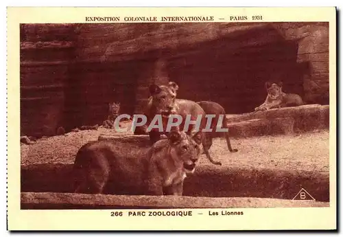 Ansichtskarte AK Exposition Coloniale Internationale Paris Parc Zoologique Les Lionnes Lions