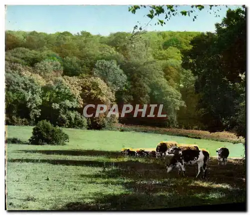 Cartes postales moderne Paturages Vaches
