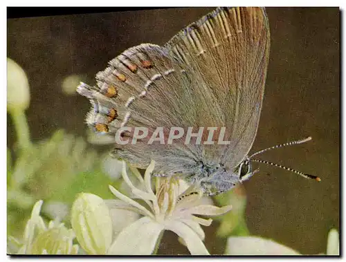 Cartes postales moderne Papillon Strymon Ilicis Petit porte queue de la famille des Lycaenidae