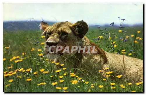 Cartes postales moderne Lionne au repos Lion