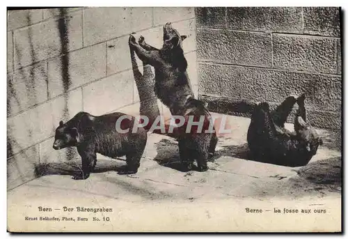 Cartes postales Berne La fosse aux ours