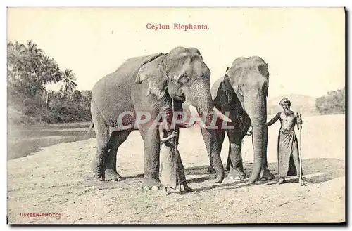 Cartes postales Ceylon Elephants