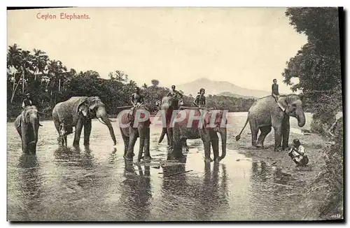 Cartes postales Ceylon Elephants