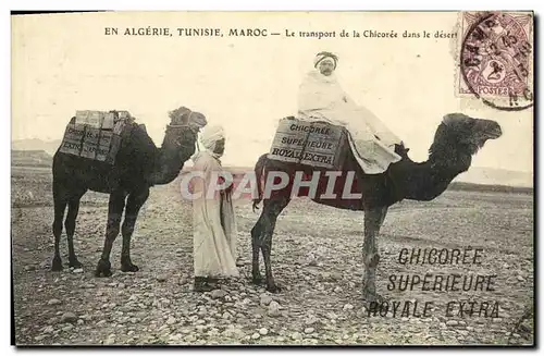 Cartes postales Algeire Tunisie Maroc Le transport de la chicoree dans le desert Chameaux TOP