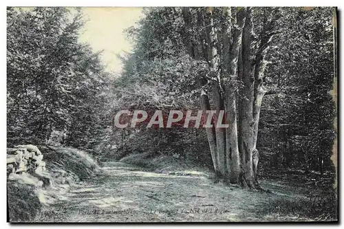 Ansichtskarte AK Foret De Fontainebleau Le bouquet du nid de l&#39aigle