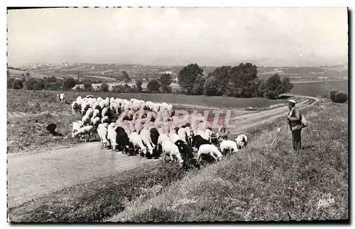 Cartes postales moderne Troupeau De Moutons avec son berger