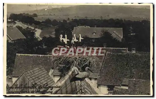 Ansichtskarte AK Une belle famille de cigognes aux environs de Strasbourg