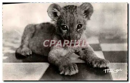 Cartes postales moderne Faune Africaine De Petit lion