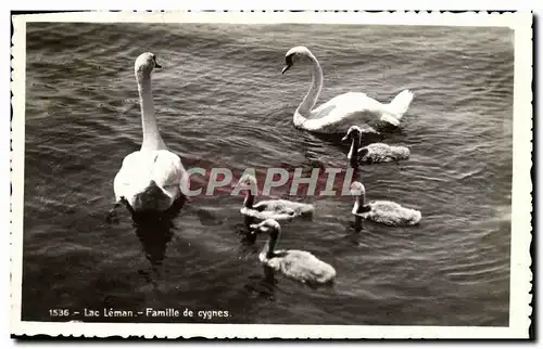 Cartes postales moderne Lac Leman Famille De Cygnes