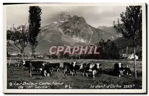 Cartes postales Les Belles Collections De La Dent D&#39Oche Vaches