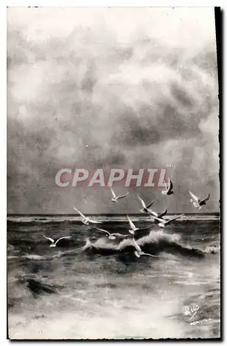 Cartes postales moderne La Cote d'Opale Fort Mahon Plage Vol De Moueffes