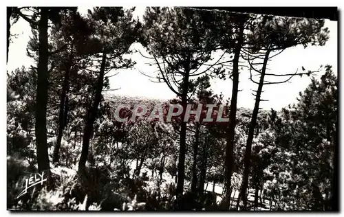 Cartes postales moderne Foret De St Jean De Monts