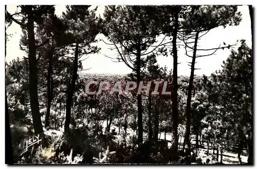 Cartes postales moderne Foret St Jean De Monts